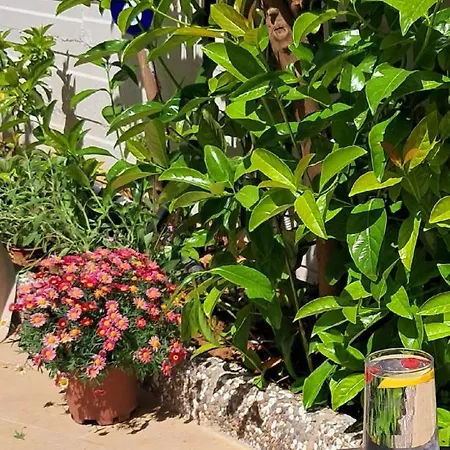 Oregano *